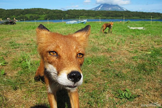 Лис пробрался в лагерь