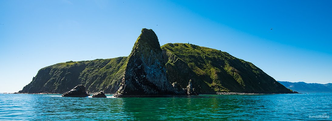 Косатки Камчатки тур