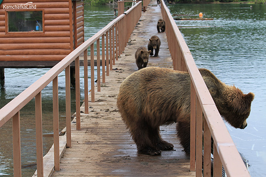 медвежата подошли вплотную