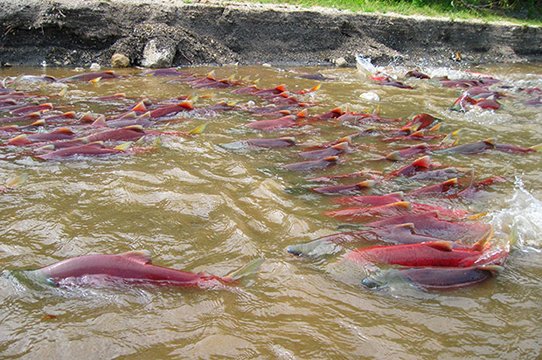 Медведи на Камчатке