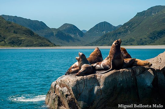 экскурсия к косаткам