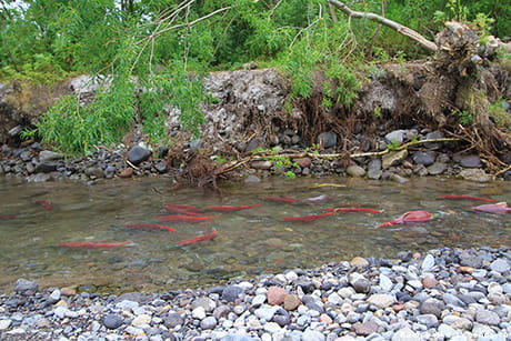 рунный ход лосося