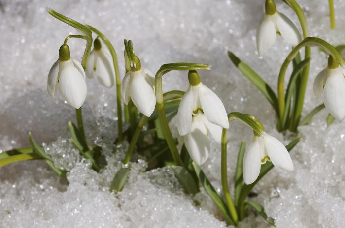 теплый Алексей праздник