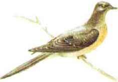 Странствующий голубь