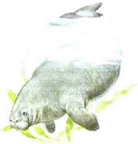 Стеллерова корова