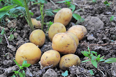 выращивание картофеля