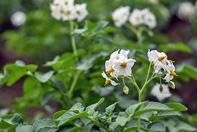 выращивание картофеля