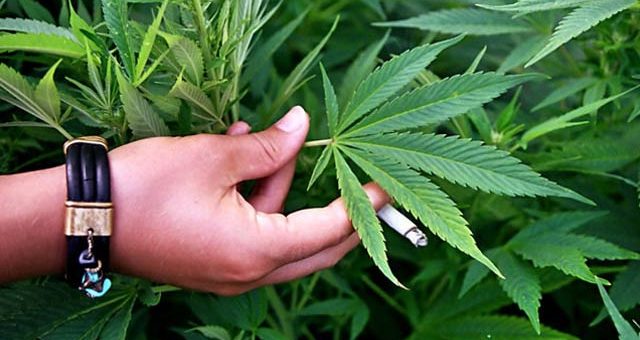 Растение влияет на широкий спектр физиологических механизмов организма человека