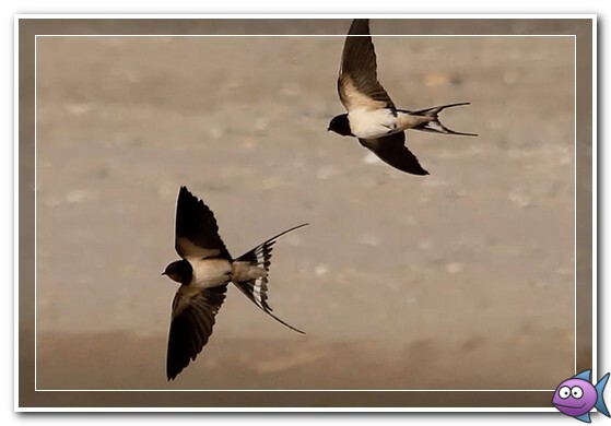 ласточки летают низко