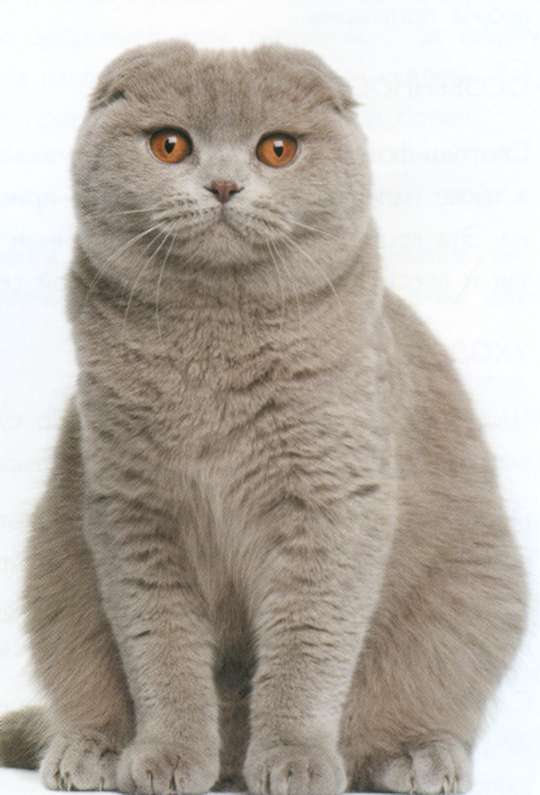 Шотландская вислоухая кошка, фото