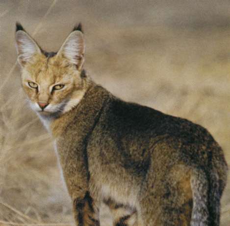 Камышовый кот, фото