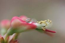  Влияние различных условий на выделение нектара растениями - изображение