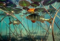 Окунь под водой