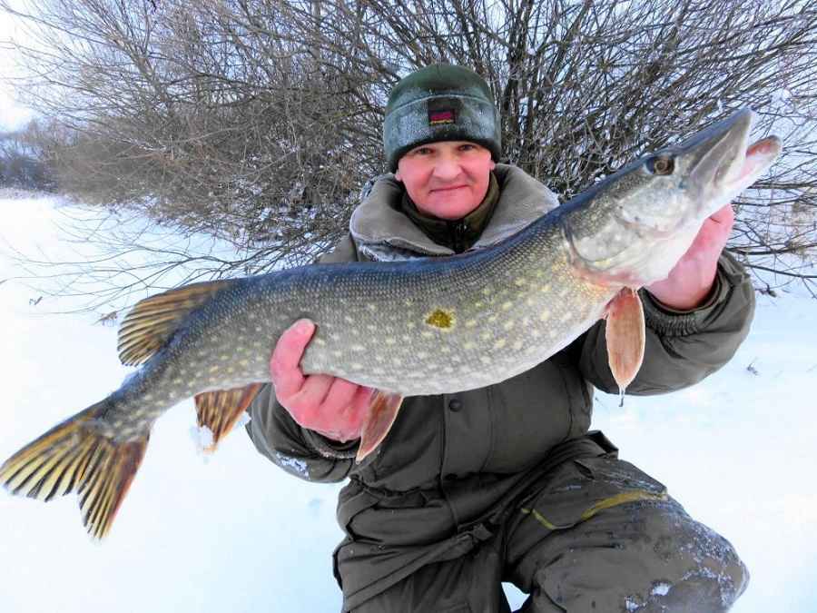 Зависимость клёва щуки зимой от погодных условий