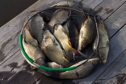 База &laquo;Рыбалочная&raquo;, Феневичи – где порыбачить на карася зимой