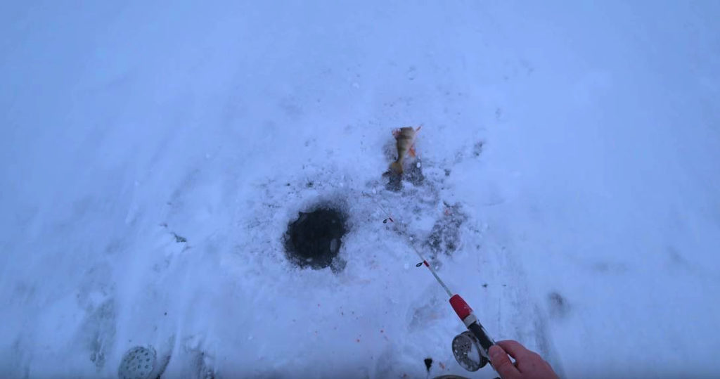 Ловля окуня