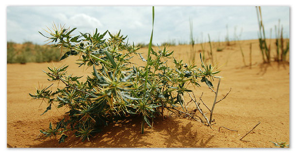 Верблюжья колючка.