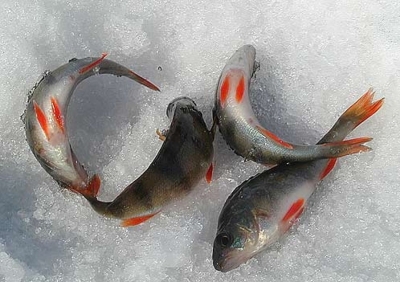 Что нужно знать о рыбалке в глухозимье