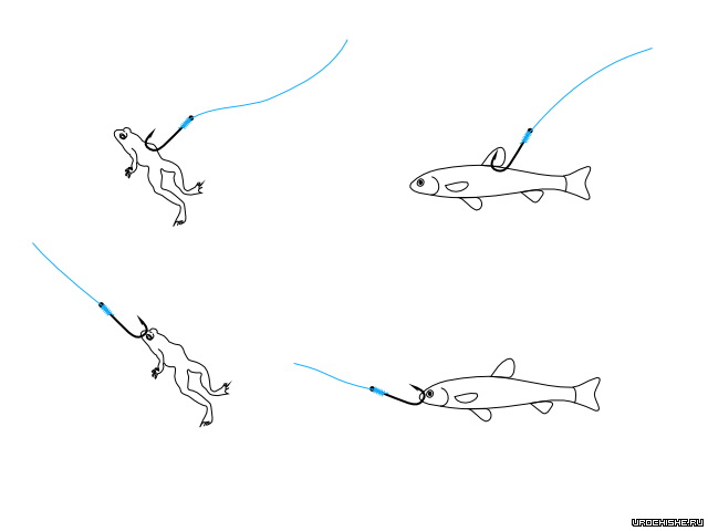 ловля язя на донку осенью