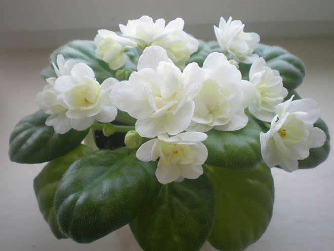 Белые филаки