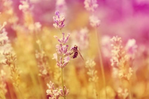 Как влияет погода на поведение домашних животных. Как гроза влияет на поведение домашних животных. Народные приметы о погоде по растениям и повадкам животных. Приметы по природным явлениям