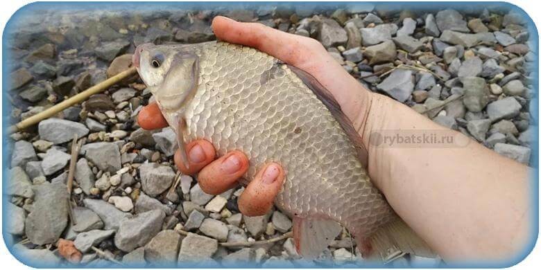 Тактика фидерной рыбалки весной на карася