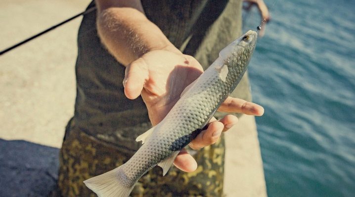 Как ловить кефаль в Черном море?