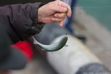 Как ловить кефаль в черном море?