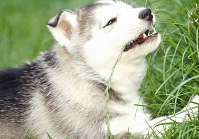хаски ест траву к дождю