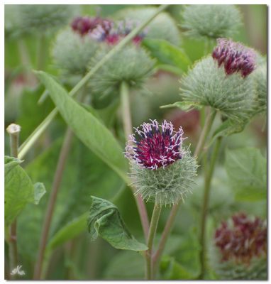Колючки репейника перед дождем