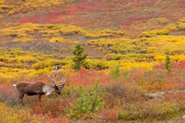 Как увидеть тундру: идеи и маршруты - Телеканал Поехали!