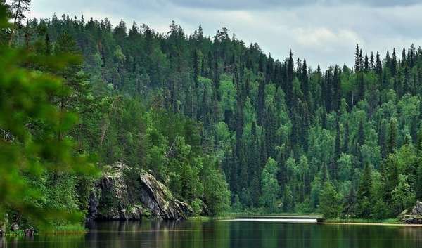 Тайга - лесные сокровища Азии | Vunderkind.Info