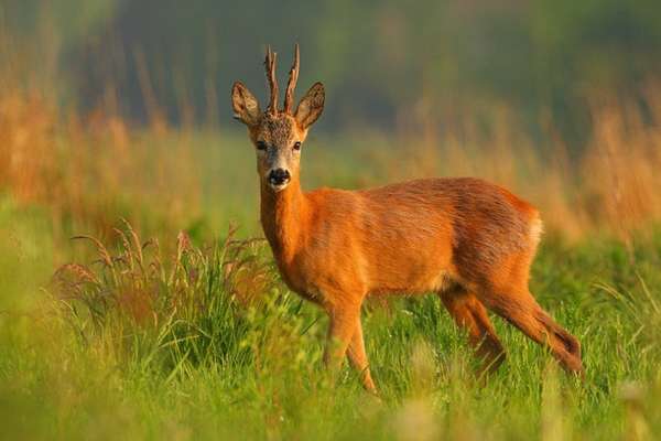 Косуля (Capreolus): фото, интересные факты, виды