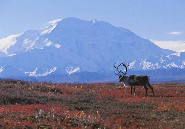 Природные зоны России. Таблица, климат, география окружающего мира