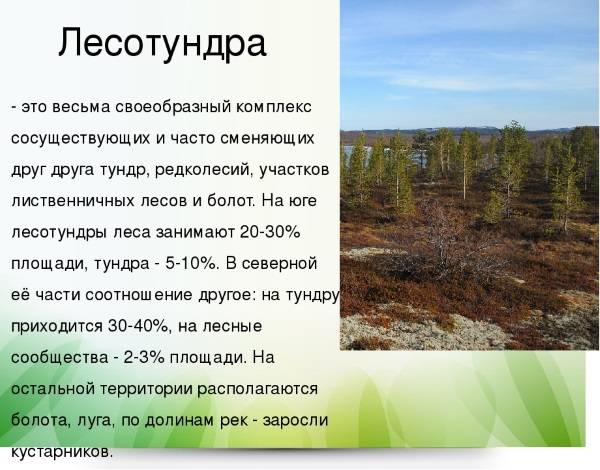 Природные зоны России. Таблица, климат, география окружающего мира