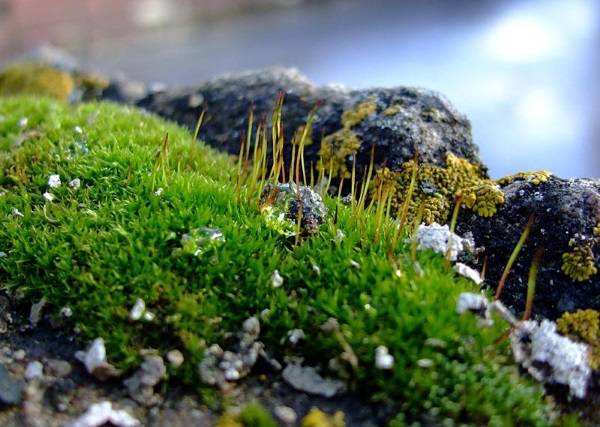 Природные зоны России. Таблица, климат, география окружающего мира