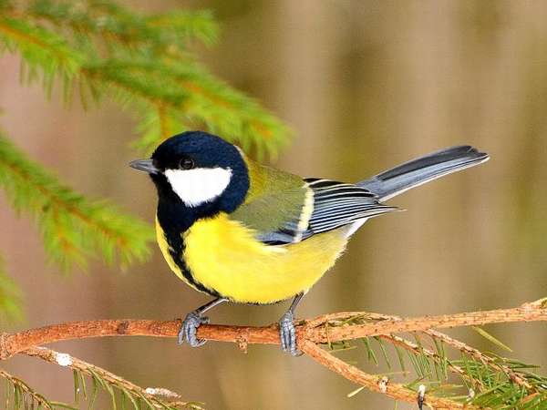 Синица фото и описание птицы для детей