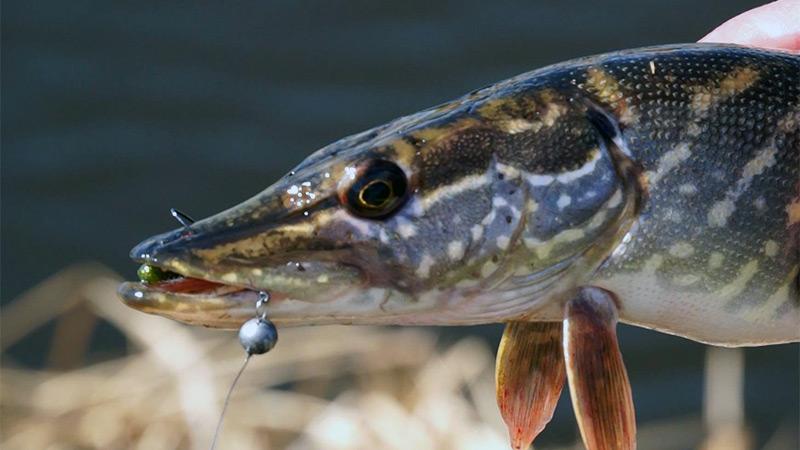 Учитываем все нюансы или в какую погоду лучше ловить щуку?