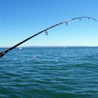 Когда ловить кефаль