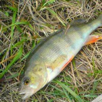 Когда клюет окунь