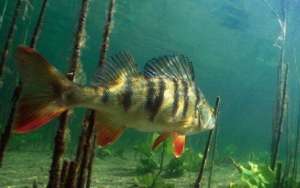 Окунь летом