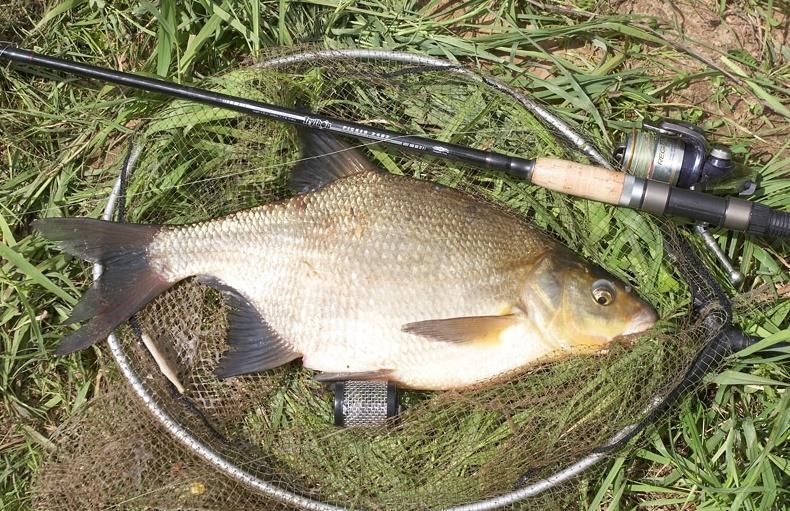 Пойманный лещ