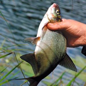 Лещ в руках рыбака