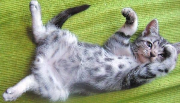 Почему кошка катается на спине