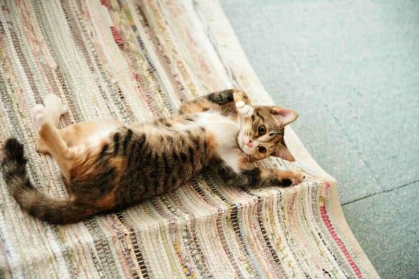 Кошка катается на спине узнайте почему