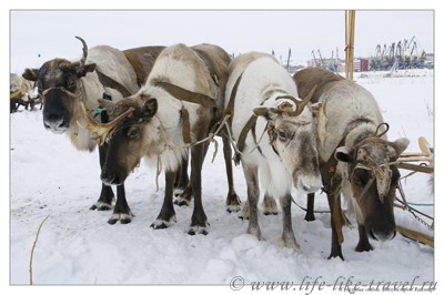 Северные олени