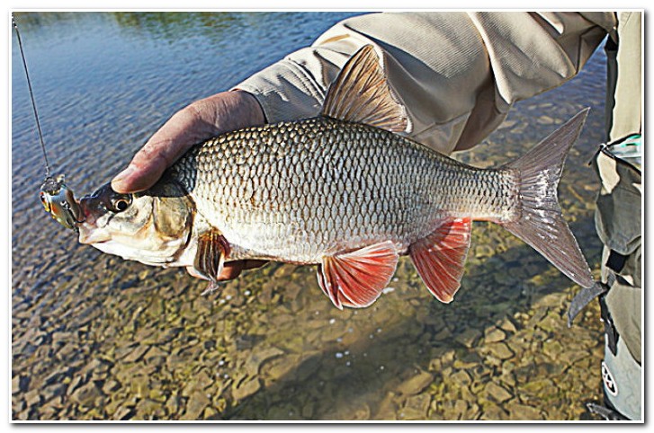 язь на донку