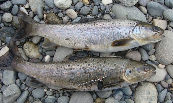 места ловли форели