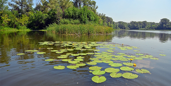 Травянистое мелководье