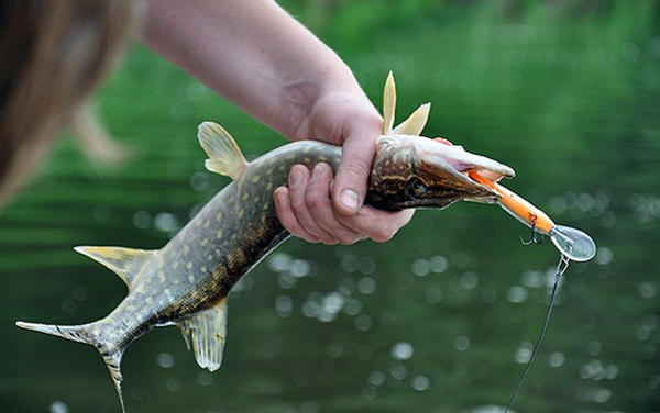 Щука травянка